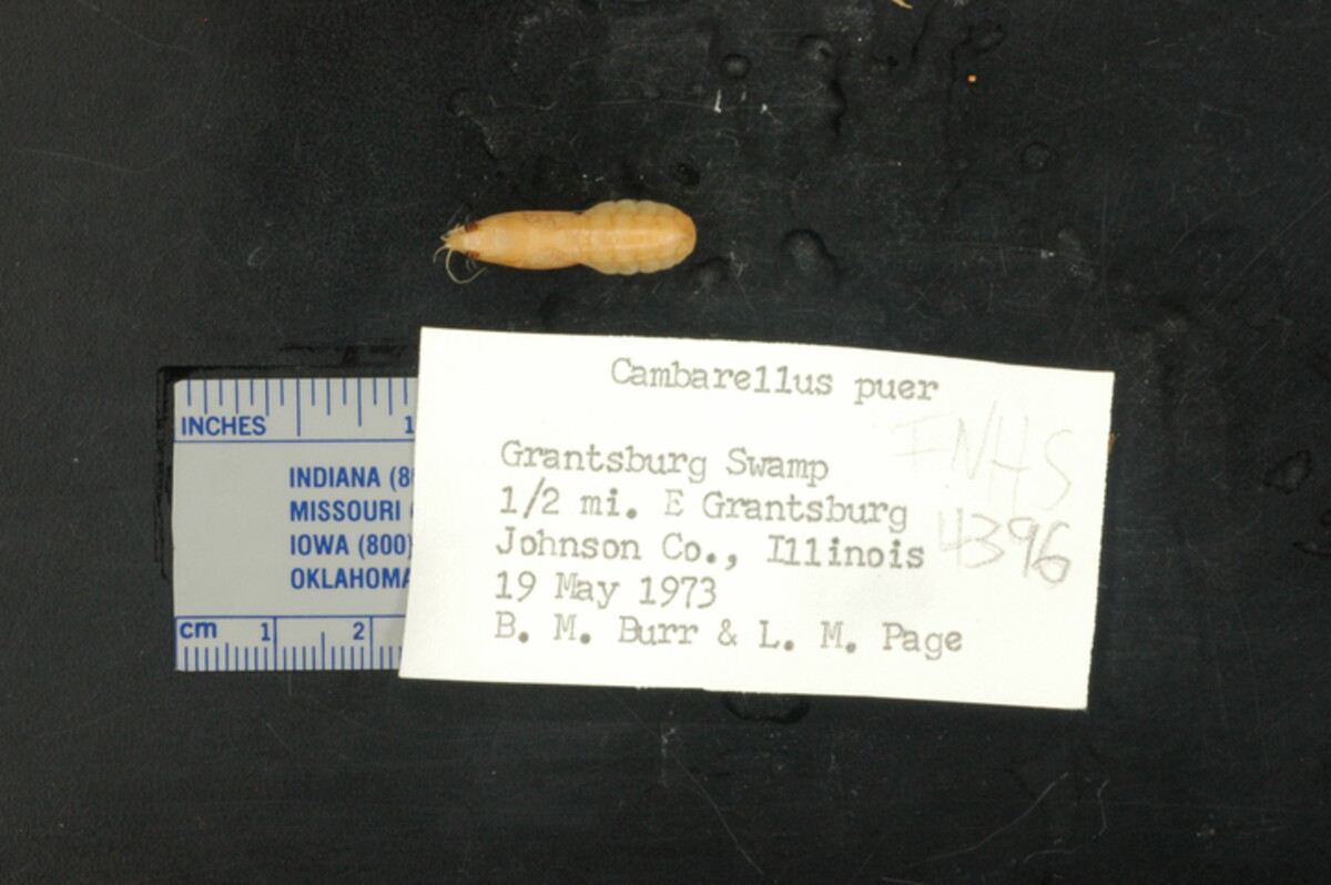 Cambarellus puer image